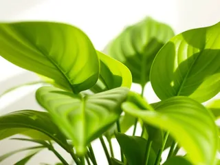 Fresh green leaves in soft light